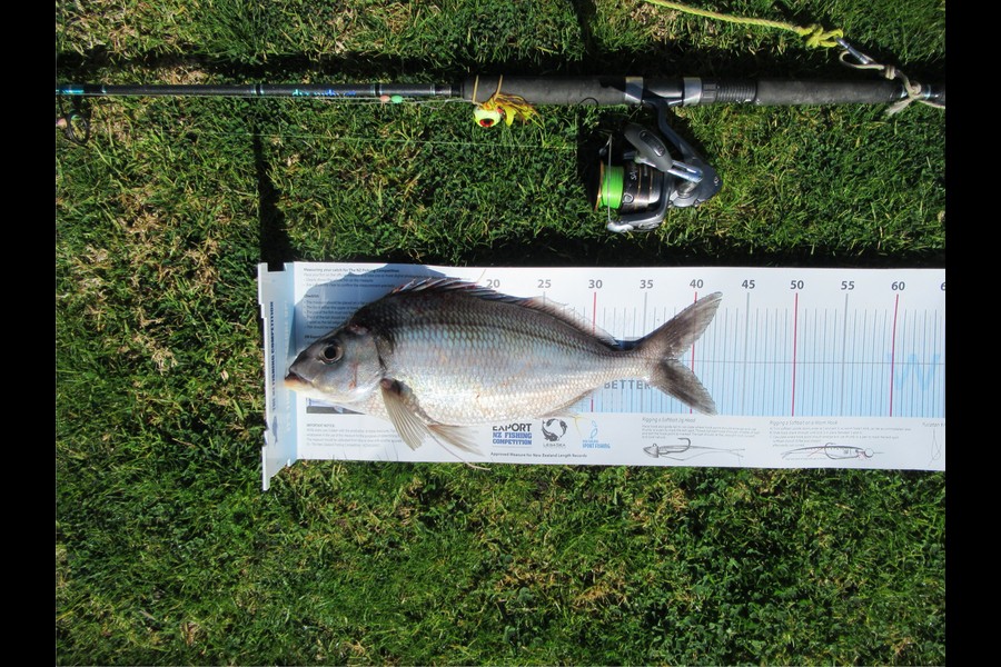 David Wilson caught this 38.5cm Tarakihi at Bay of Plenty during The Export NZ Fishing Competition