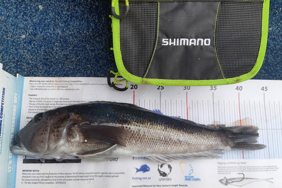 Lorraine Rolston caught this 42.5cm Blue Cod at Nelson/Marlborough during The Export NZ Fishing Competition