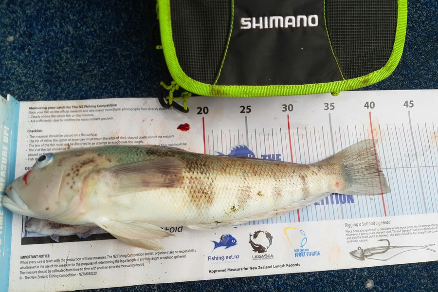 Ron Rolston caught this 40.0cm Blue Cod at Nelson/Marlborough during The Export NZ Fishing Competition