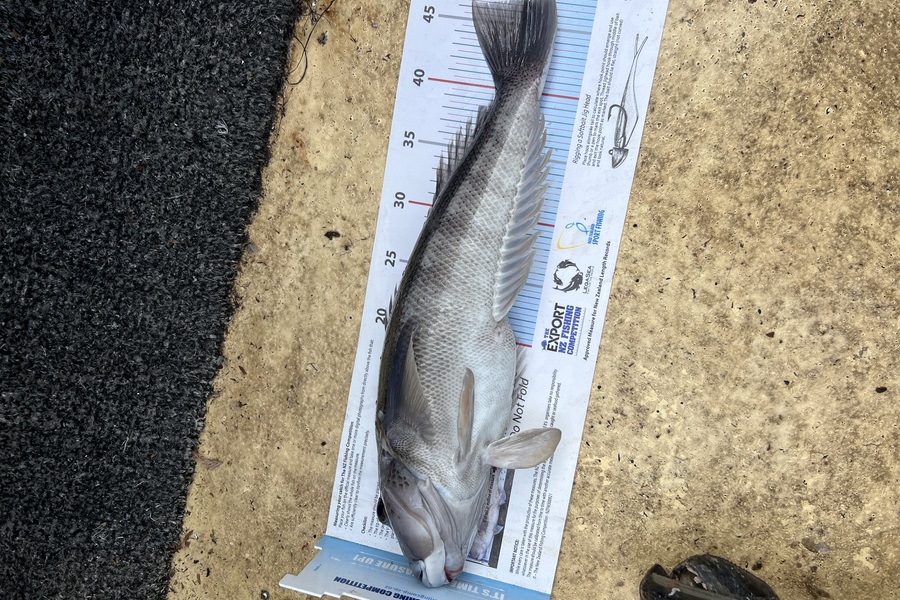Ash Rogan caught this 46.5cm Blue Cod at Otago during The Export NZ Fishing Competition