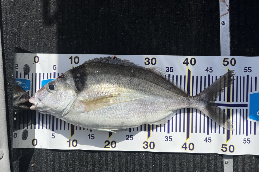 Jonny Harman caught this 47.0cm Tarakihi at Canterbury during The Export NZ Fishing Competition
