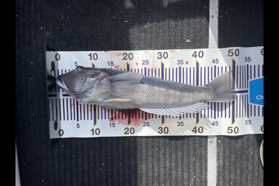 Mitchell Dunshea caught this 50.0cm Blue Cod at Canterbury during The Export NZ Fishing Competition