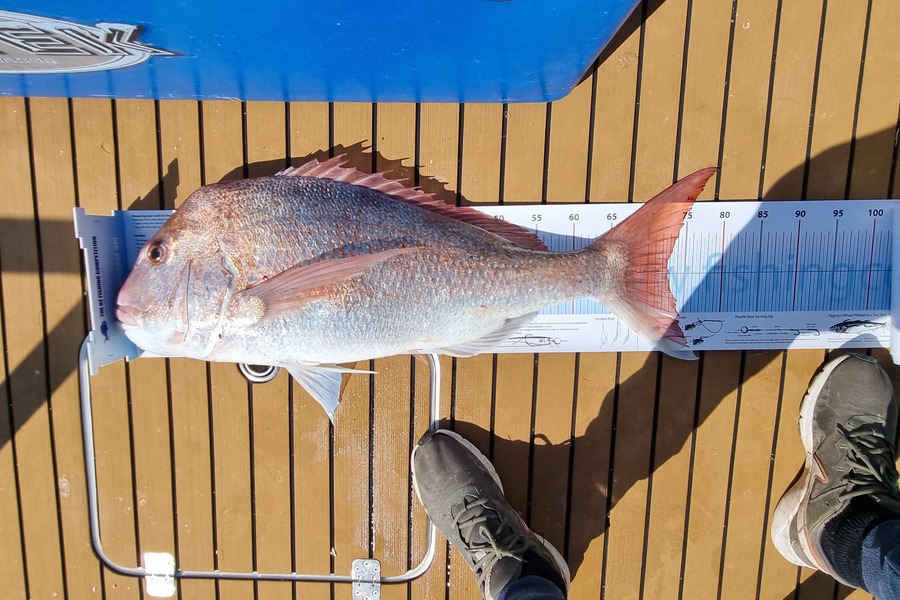 Jeremy Coakley caught this 73.0cm Snapper at Auckland during The Export NZ Fishing Competition