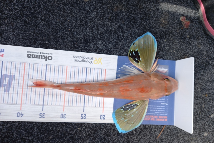 Sandra Dicker caught this 37.0cm Gurnard at Auckland during The Export NZ Fishing Competition