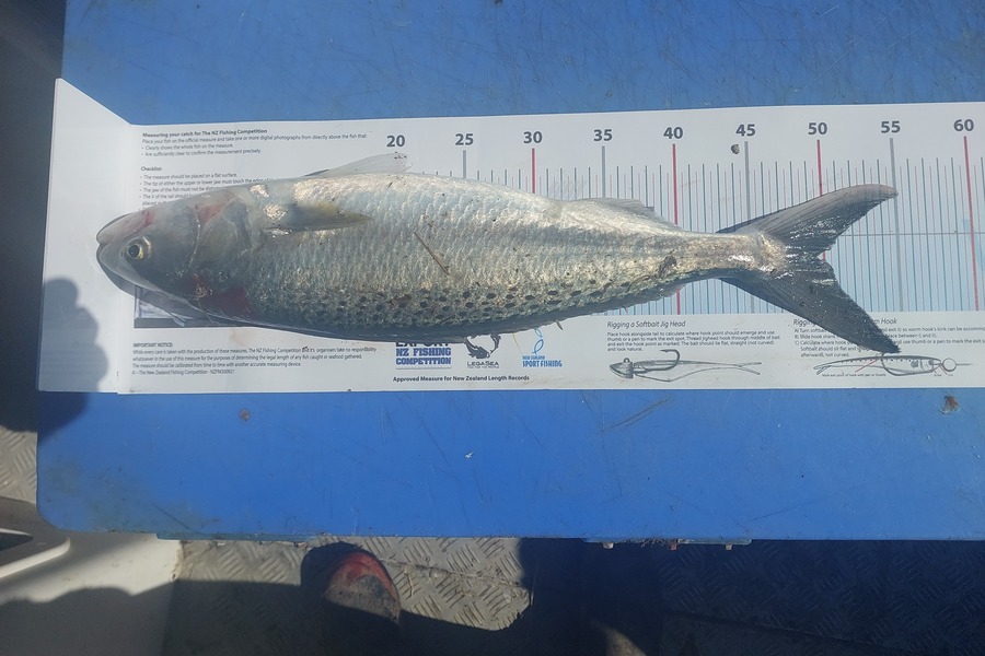 Frank Steiner  caught this 49.5cm Kahawai at Northland during The Export NZ Fishing Competition