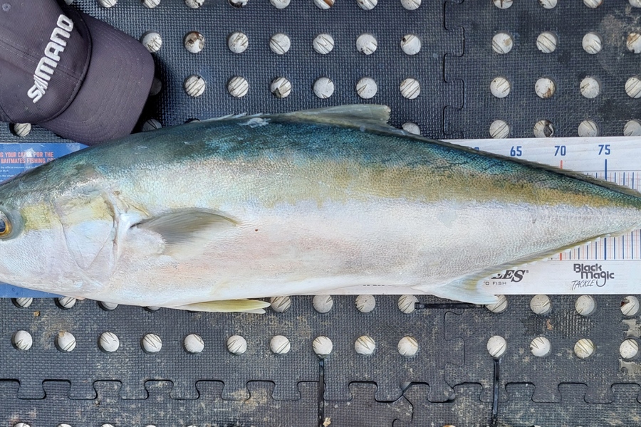 Barry  Howard caught this 88.5cm Kingfish at Auckland during The Export NZ Fishing Competition