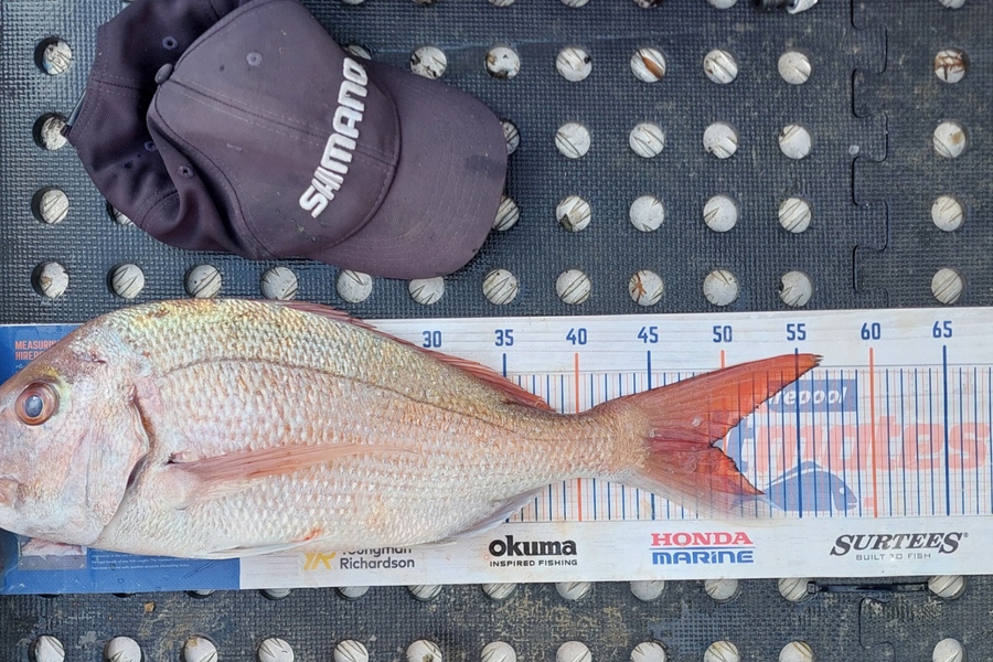 Barry  Howard caught this 49.0cm Snapper at Auckland during The Export NZ Fishing Competition