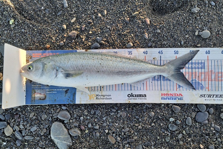 Harry Kovacs caught this 51.0cm Kahawai at Wellington during The Export NZ Fishing Competition