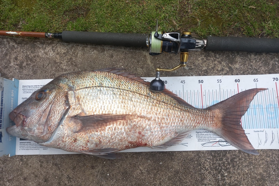 Mike Crawford caught this 60.0cm Snapper at Northland during The Export NZ Fishing Competition