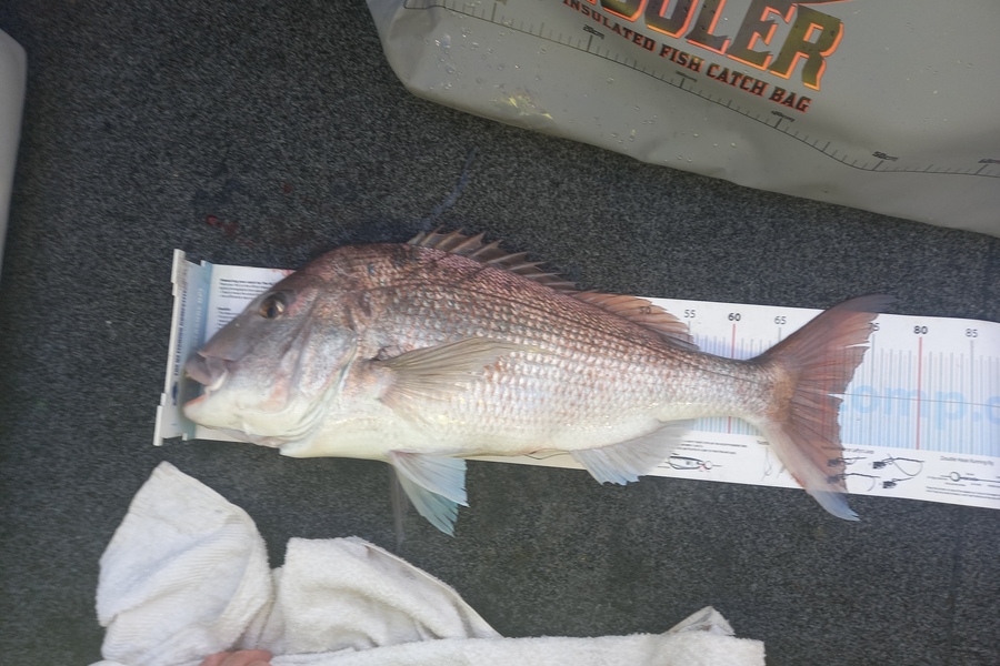 Bruce Hooper caught this 71.5cm Snapper at Northland during The Export NZ Fishing Competition