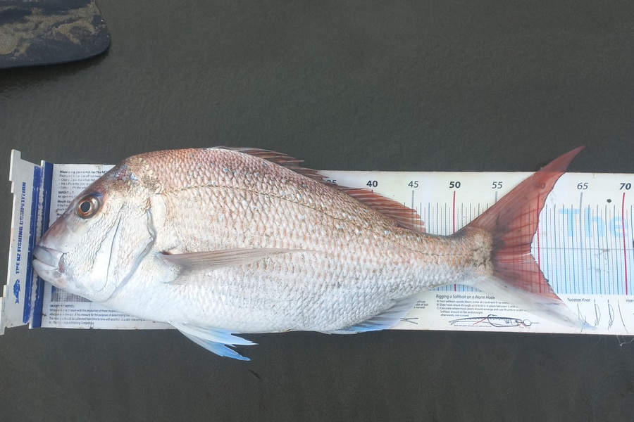 Clayton Hancock caught this 59.0cm Snapper at Manawatu during The Export NZ Fishing Competition