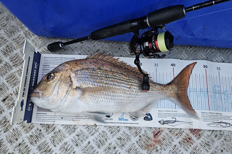 Brian  Gallogly caught this 44.0cm Snapper at Auckland during The Export NZ Fishing Competition