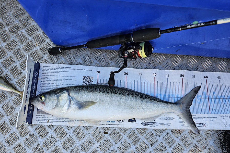 Brian  Gallogly caught this 52.0cm Kahawai at Auckland during The Export NZ Fishing Competition