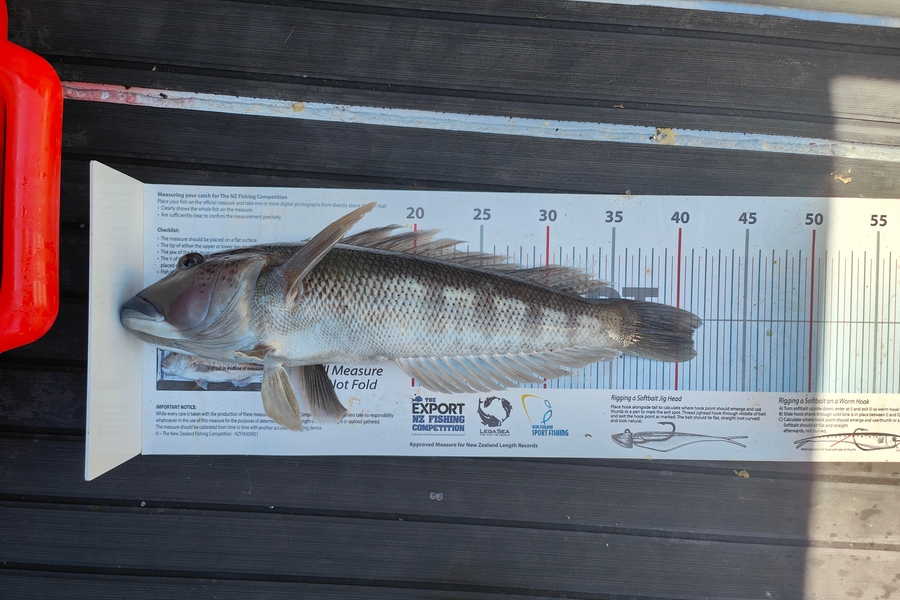 Laurence  Field caught this 41.0cm Blue Cod at Wellington during The Export NZ Fishing Competition