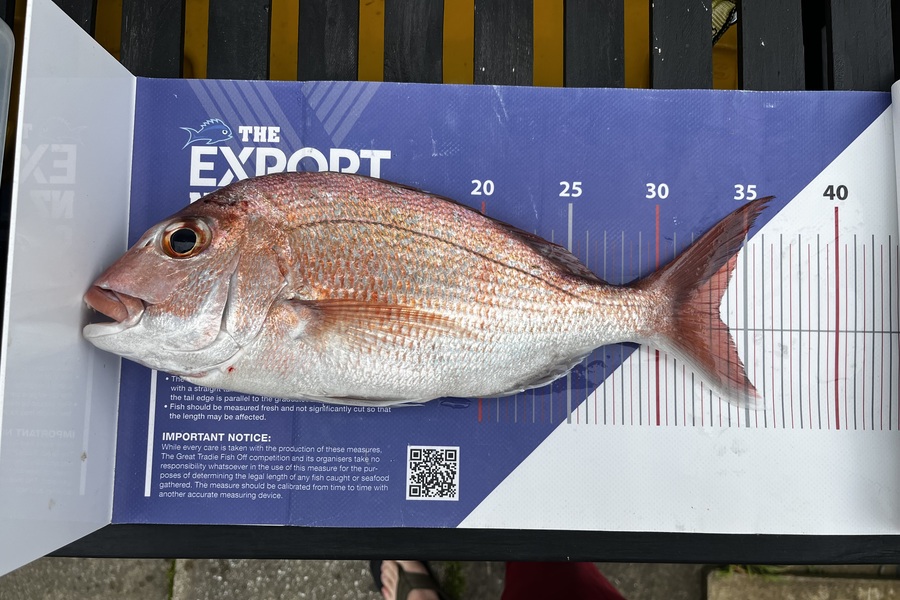 Bryan  Pollet caught this 33.5cm Snapper at Auckland during The Export NZ Fishing Competition