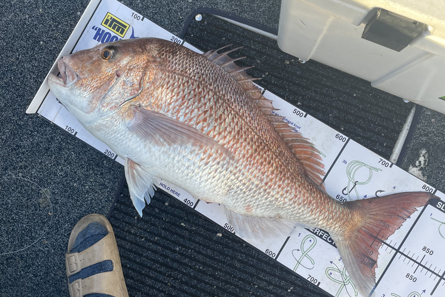 Cameron  Heath caught this 77.0cm Snapper at Northland during The Export NZ Fishing Competition