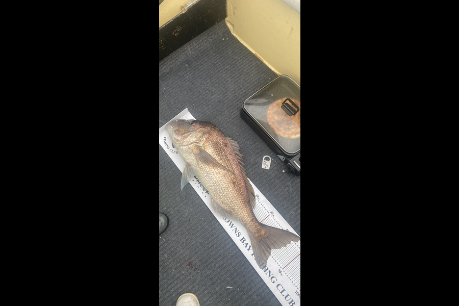 Rehua Jones caught this 81.5cm Snapper at Northland during The Export NZ Fishing Competition