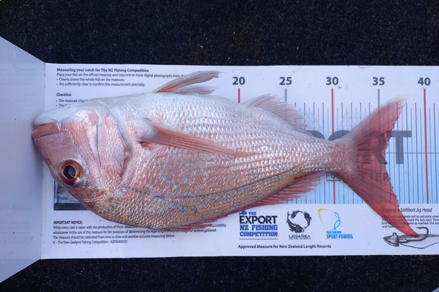 Andrew Tohu caught this 35.5cm Snapper at Northland during The Export NZ Fishing Competition