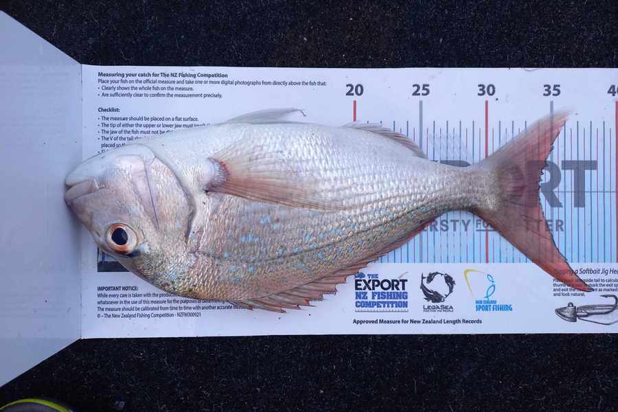 Michelle Venables caught this 34.0cm Snapper at Northland during The Export NZ Fishing Competition