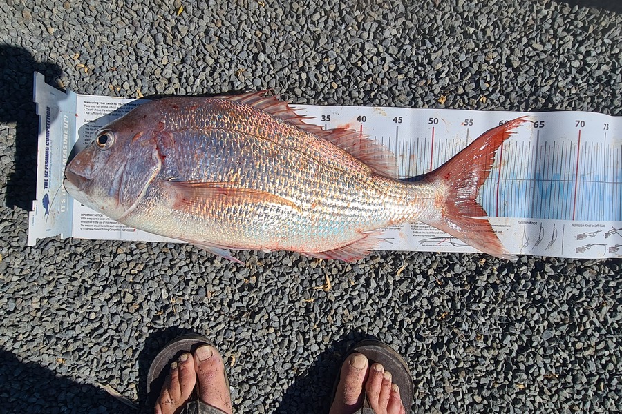 Glen Downie caught this 57.0cm Snapper at Hawkes Bay during The Export NZ Fishing Competition