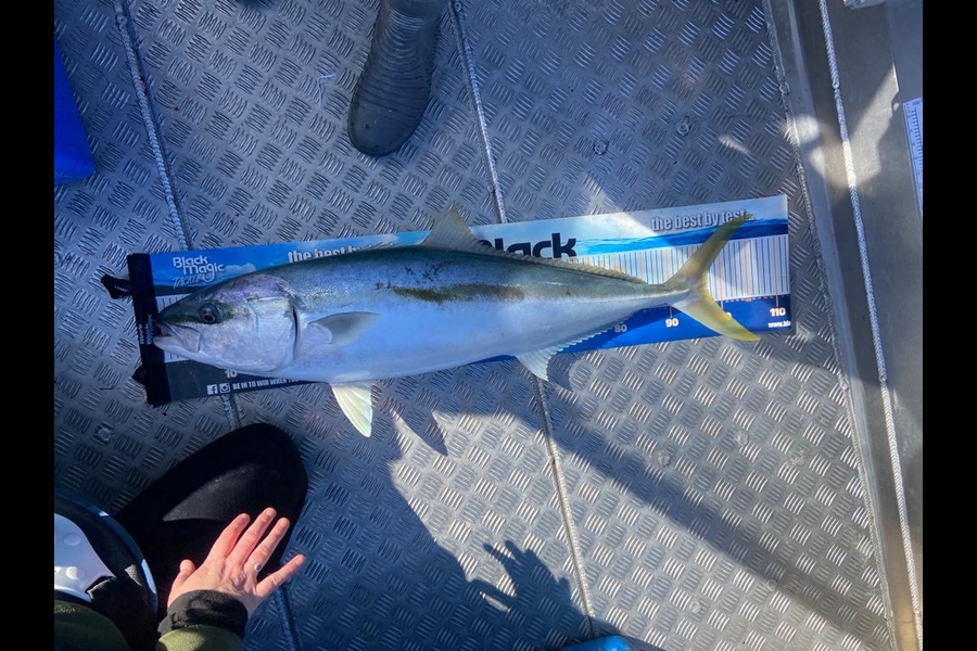 Ange Jarvis caught this 96.0cm Kingfish at Hawkes Bay during The Export NZ Fishing Competition