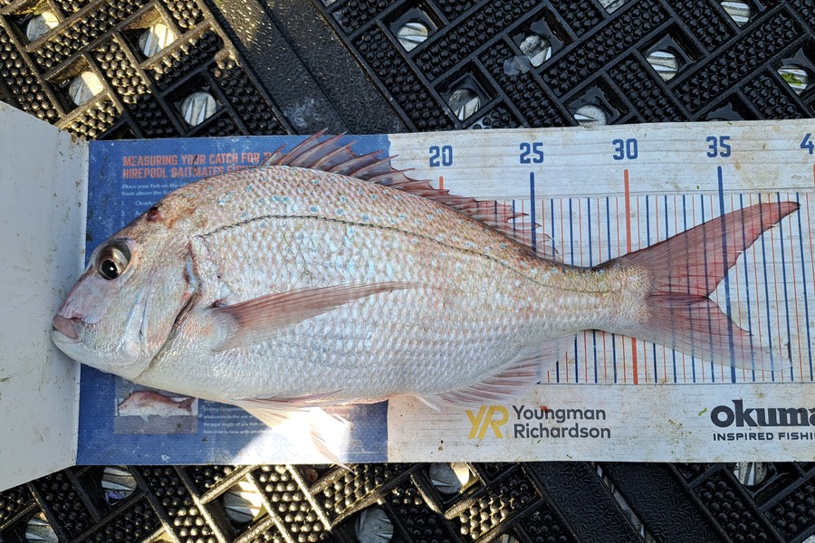 Harry Kovacs caught this 34.0cm Snapper at Wellington during The Export NZ Fishing Competition