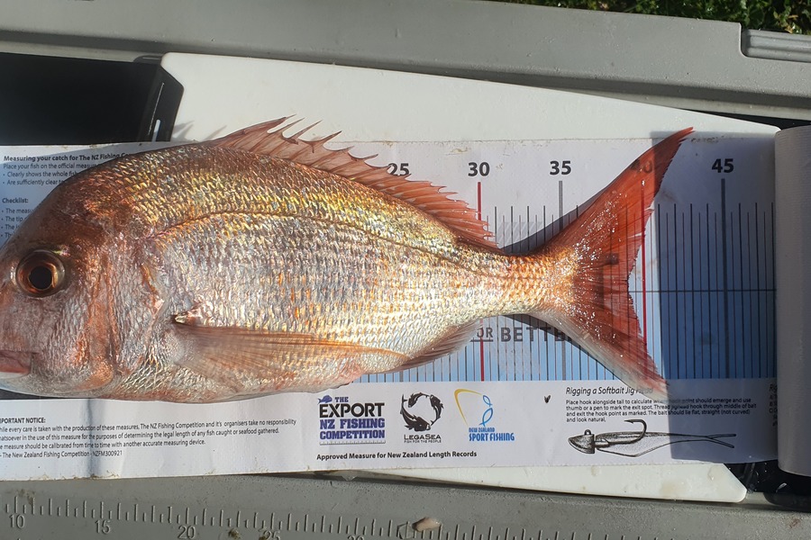 Gareth Halliburton caught this 39.0cm Snapper at Coromandel during The Export NZ Fishing Competition