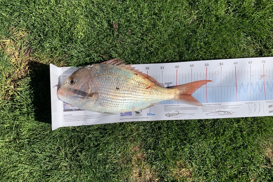 Scott Francis caught this 45.0cm Snapper at Manawatu during The Export NZ Fishing Competition
