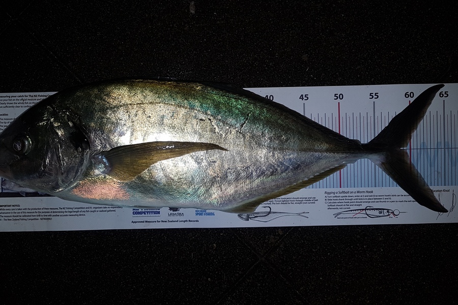 Paul  Alexander caught this 59.5cm Trevally at Northland during The Export NZ Fishing Competition