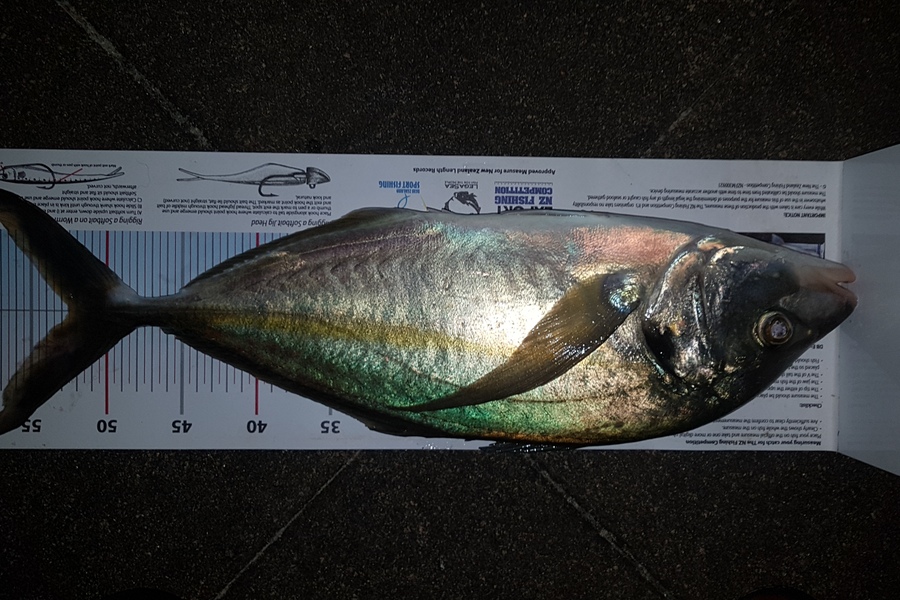 Paul  Alexander caught this 52.5cm Trevally at Northland during The Export NZ Fishing Competition