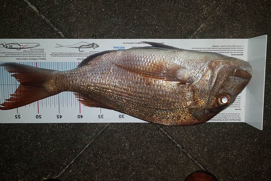 Paul  Alexander caught this 54.0cm Snapper at Northland during The Export NZ Fishing Competition