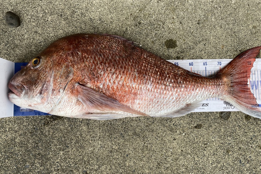Ash Dann caught this 79.0cm Snapper at Northland during The Export NZ Fishing Competition
