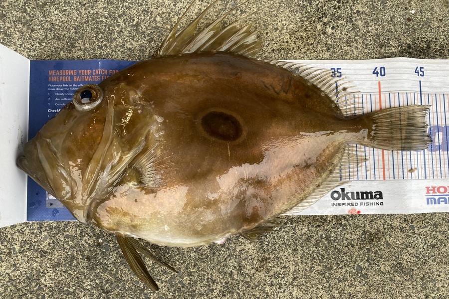 Ash Dann caught this 45.0cm John Dory at Northland during The Export NZ Fishing Competition