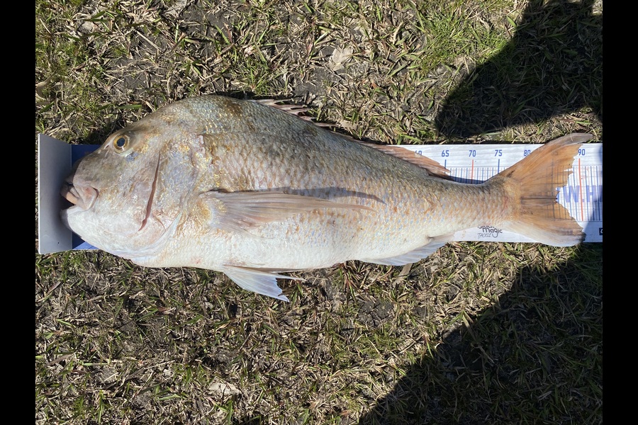 Ash Dann caught this 85.5cm Snapper at Northland during The Export NZ Fishing Competition