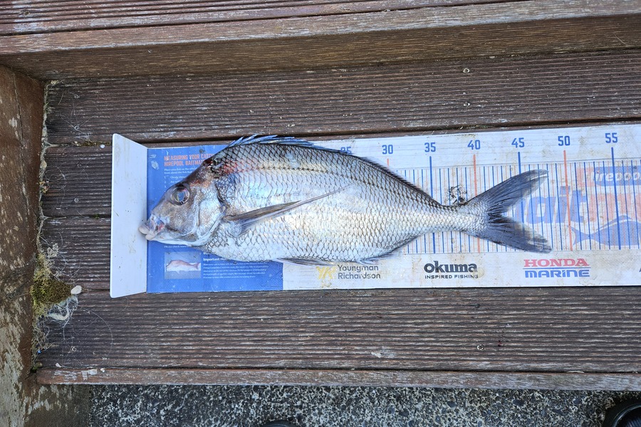 David Kovacs caught this 42cm Tarakihi at Wellington during The Export NZ Fishing Competition