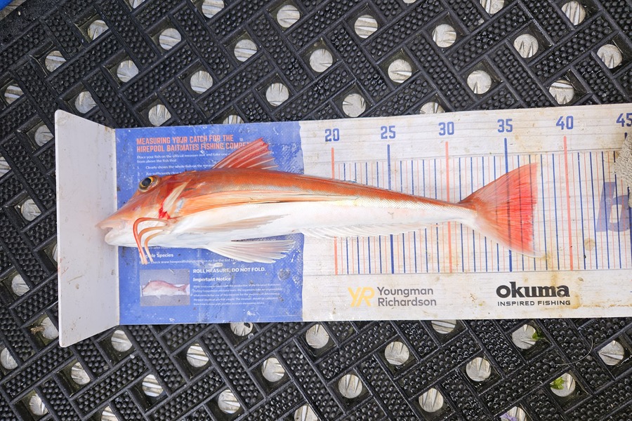 David Kovacs caught this 37.0cm Gurnard at Wellington during The Export NZ Fishing Competition