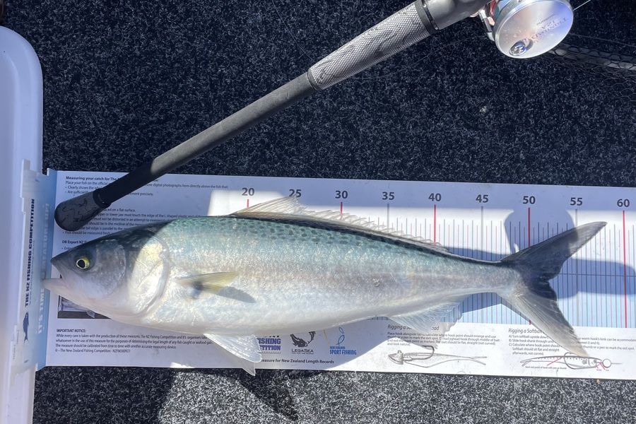 James McLean caught this 52.0cm Kahawai at Auckland during The Export NZ Fishing Competition