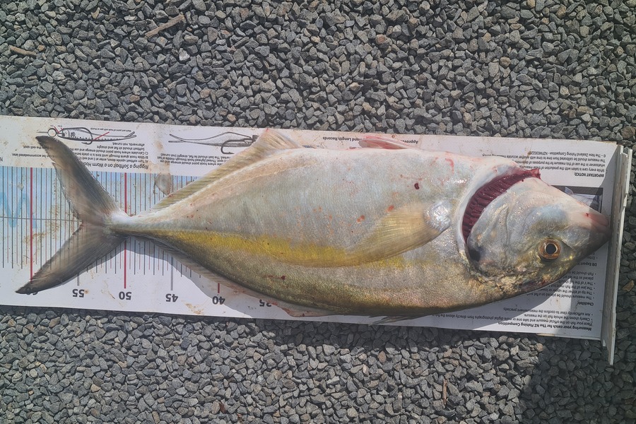 Glen Downie caught this 54cm Trevally at Hawkes Bay during The Export NZ Fishing Competition