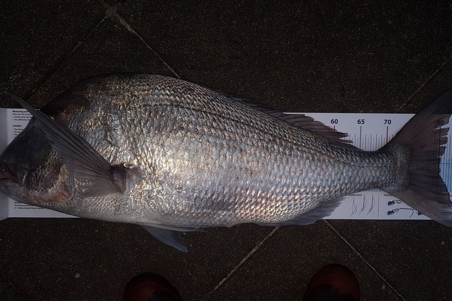 Paul  Alexander caught this 80.0cm Snapper at Northland during The Export NZ Fishing Competition