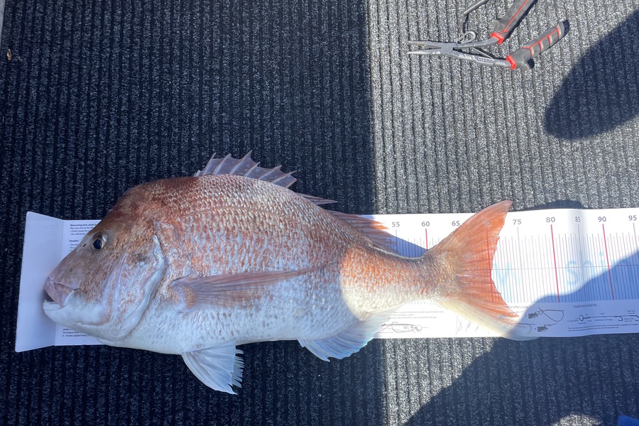 Phil Steel caught this 70.0cm Snapper at Nelson/Marlborough during The Export NZ Fishing Competition