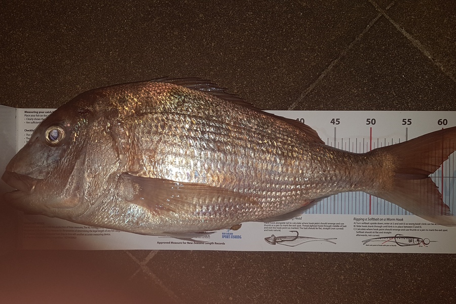Paul  Alexander caught this 58.0cm Snapper at Northland during The Export NZ Fishing Competition