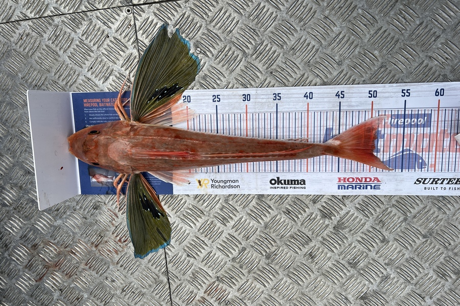 Lee O'Connell caught this 50.5cm Gurnard at Bay of Plenty during The Export NZ Fishing Competition