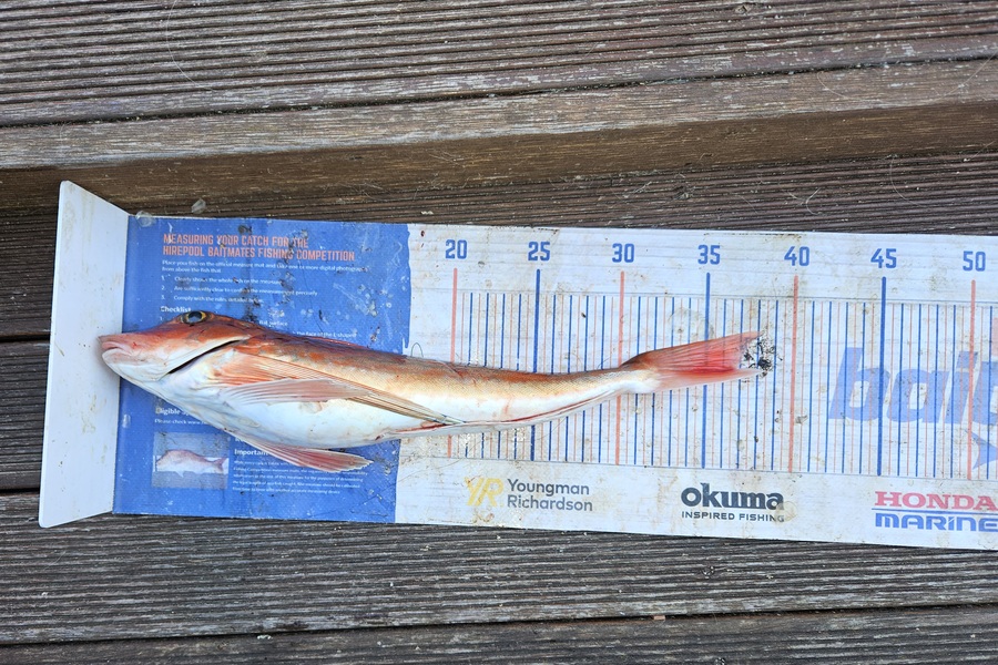 David Kovacs caught this 36.5cm Gurnard at Wellington during The Export NZ Fishing Competition