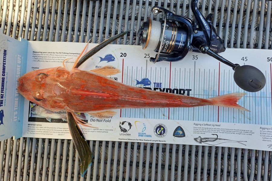 Kevin Searles caught this 43.5cm Gurnard at Nelson/Marlborough during The Export NZ Fishing Competition