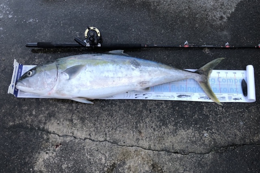 Dave  Duncan caught this 113cm Kingfish at Wellington during The Export NZ Fishing Competition