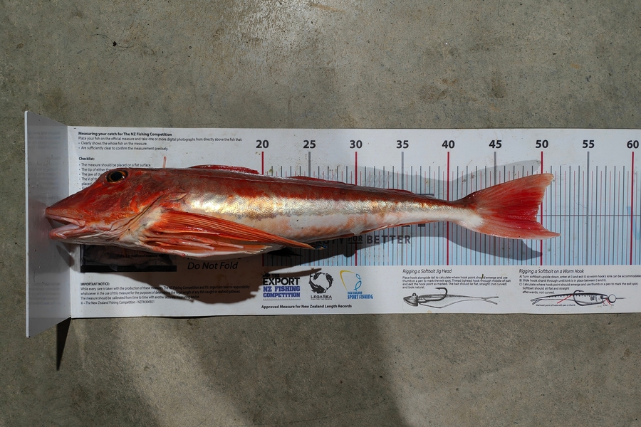 Laurence  Field caught this 49cm Gurnard at Wairarapa
 during The Export NZ Fishing Competition