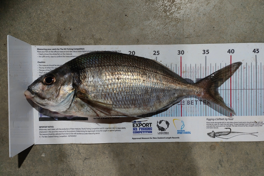 Laurence  Field caught this 37cm Tarakihi at Wairarapa
 during The Export NZ Fishing Competition