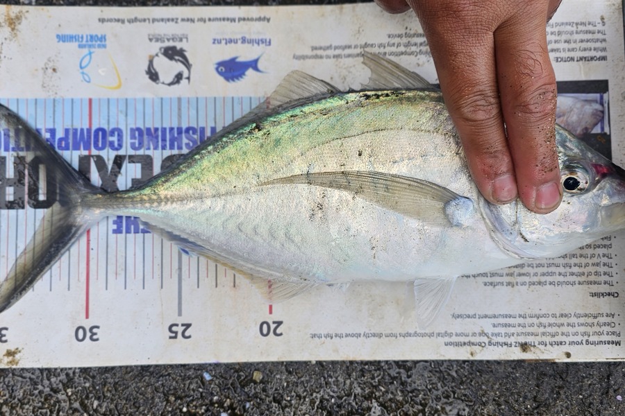 Otele Etuale caught this 32cm Trevally at Auckland during The Export NZ Fishing Competition