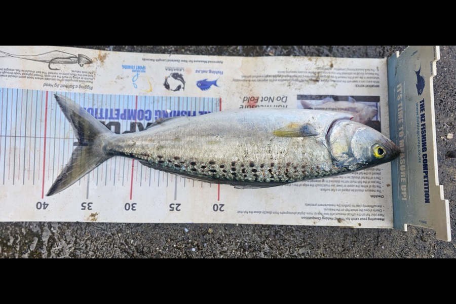 Otele Etuale caught this 36cm Kahawai at Auckland during The Export NZ Fishing Competition