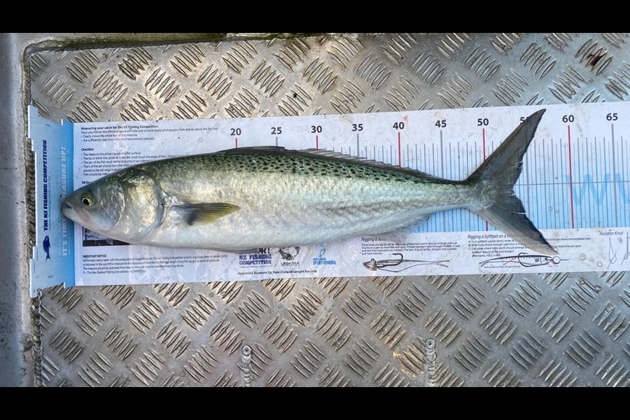 Riaan Fourie caught this 53cm Kahawai at Coromandel during The Export NZ Fishing Competition